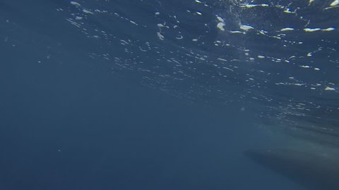 Minke whale swimming in bluewater