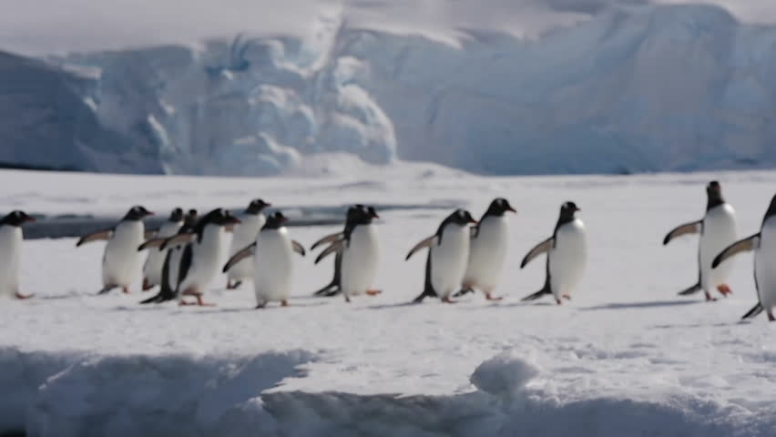 Gentoo Penguins plaing on the ice | Shutterstock HD Video #1022469034