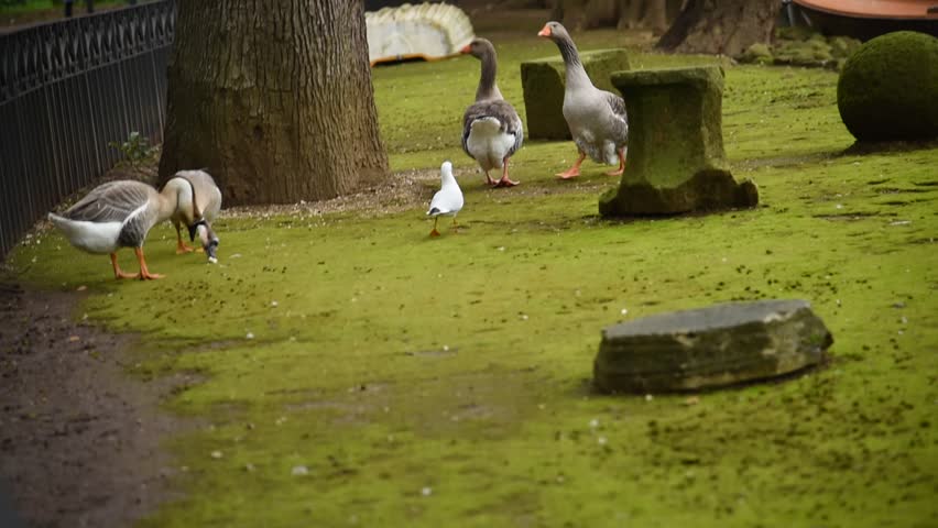 Geese and ducks at the lake of Villa Borghese in Rome, fed by tourists