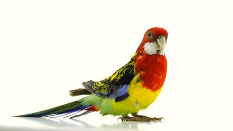  Rosella parrot isolated on white screen