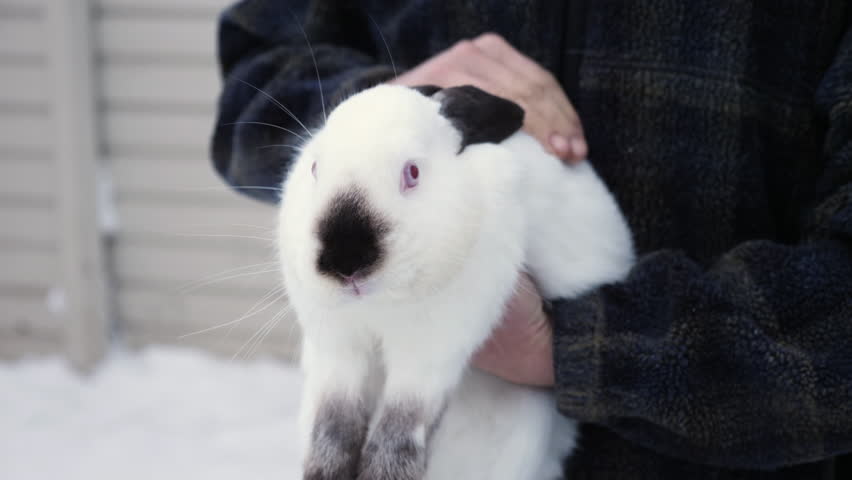 A farmer holds a Himalayan rabbit in hands. Unrecognizable man petting white-black rabbit with red eyes holding him in his arms on a farm outdoors. Close-up video