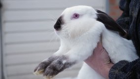 A farmer holds a Himalayan rabbit in hands. Unrecognizable man petting white-black rabbit with red eyes holding him in his arms on a farm outdoors. Close-up video, side view
