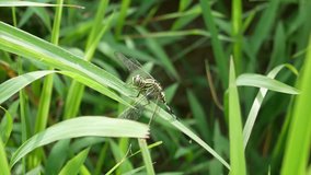 Beautiful nature picture of dragonfly. Dragonfly in the nature habitat.