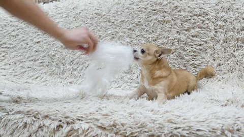 man plays with ginger chihuahua on sofa and teasing her by twisting in front of the muzzle with a cous of polyethylene. after the game the dog jumps off the couch