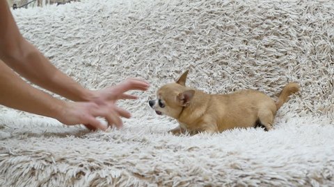 man plays with ginger chihuahua on sofa and teasing her by hands. dog try bite his fingers