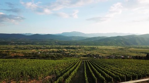drone Imotski with vineyard