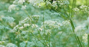 close up view of Hemlock flower in the countryside of Northern Ireland