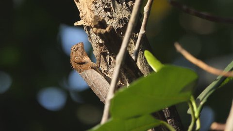 A chameleon on the tree in the forest. 