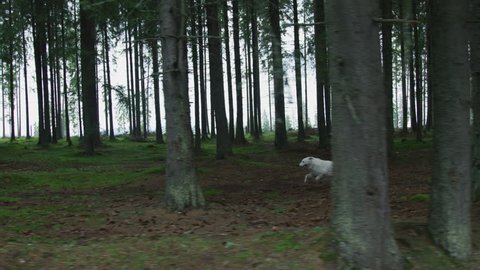 White dire wolf running into the forest.
