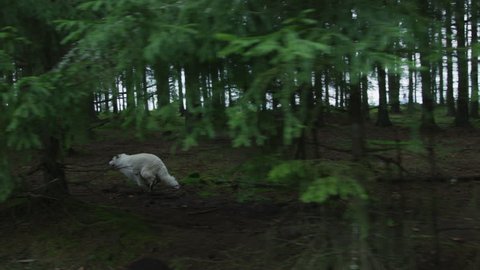 White dire wolf running into the woods.
