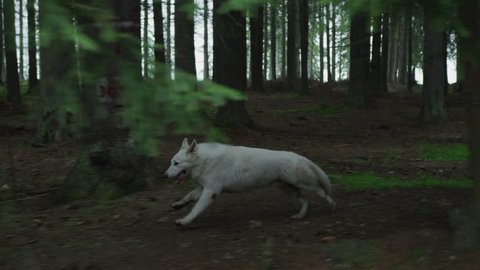 White dog running into the woods.