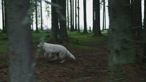 White dog running into the forest.