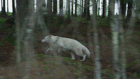 White dog running into the woods.