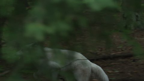 Dire wolf running into the woods.