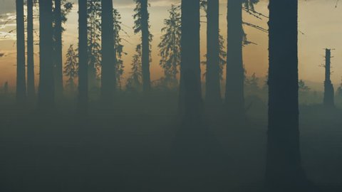 Woman in a dress, walking in a misty forest at sunset.