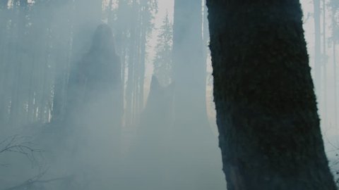 Woman and dog in a misty forest.