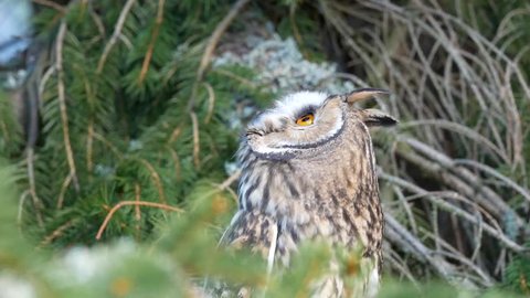 Long-eared owl (Asio otus) sitting on treen tree. Long-eared owl in forest. Long-eared owl portrait. Owl wildlife.