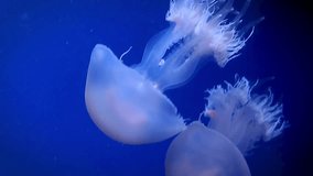 Large pink sea jellyfish swim slowly in blue water