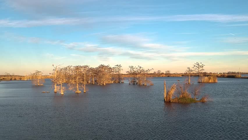 Golden trees in lake with birds on clear day