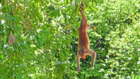 Funny monkey hanging on tree upside down in wild nature of Yala park in Sri Lanka. Wildlife fauna of Asia