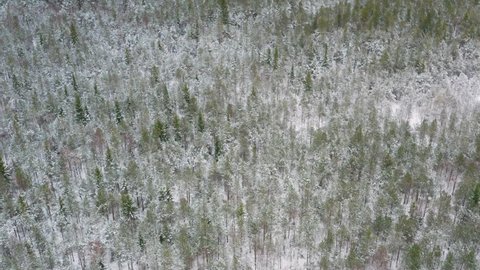 Sideways drone shot tilting up of a snowy winter forest with evergreen trees