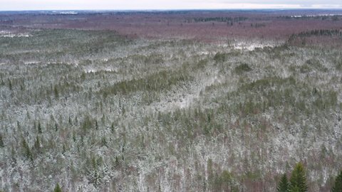 Long slow aerial over an endless winter forest