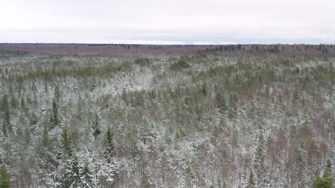 Fast and low aerial shot over thick winter forest. Fast flying a drone over a forest