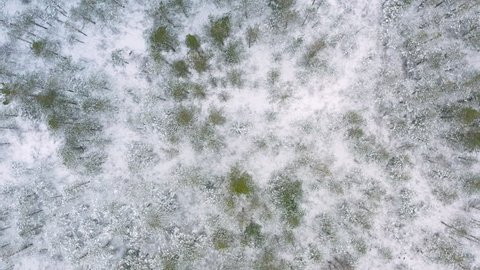 Top-down slow aerial of a scenic winter forest. Drone shot with evergreen trees and thick snow