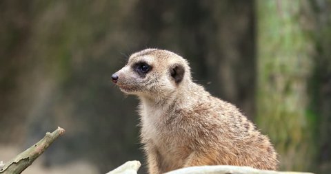 Cute And Funny Suricate Meerkat Video De Stock 100 Libre De Droit Shutterstock