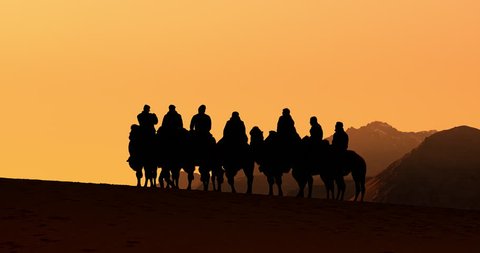 Sunset silhouettes of camels in Ladakh India. Tourists on adventure safari tour in Nubra Valley