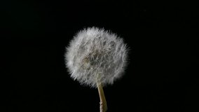 Ungraded: Dandelion blowing. Seeds of dandelion resisting gusts of air flow