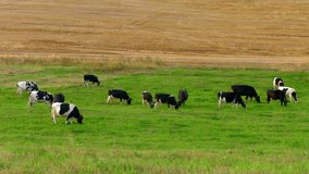 A herd of cows grazing in a field in late summer. Green grass and yellow harvested rye field.