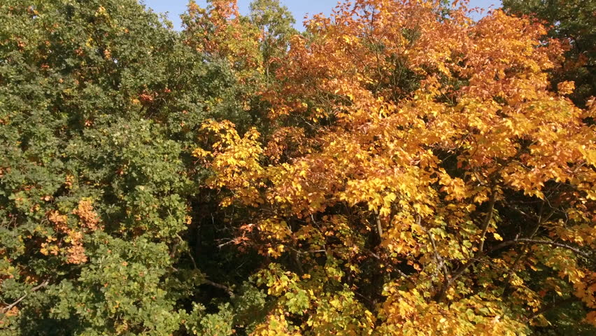 Aerial view of the beautiful autumn forest.