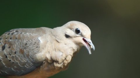 Mourning Dove (Zenaida macroura), popular sport hunting migratory bird. Slow motion, 1/2 natural speed. June in Georgia