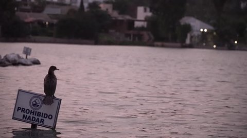 Birds on lake in Lima, Peru