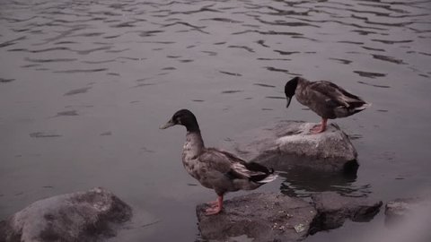 Ducks on lake in Lima, Peru