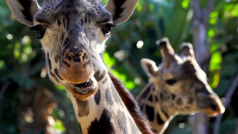 This close up video shows majestic wild masai giraffes chewing and eating greenery as they are looking directly at the camera.