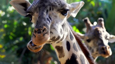 This close up zooming video shows majestic wild masai giraffes chewing and eating greenery as they are looking directly at the camera.