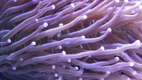 Anemone coral in saltwater aquarium