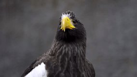 This video shows surprised giant wild stellar's sea eagle bracing itself and ducking to dodge and avoid a threat flying overhead.