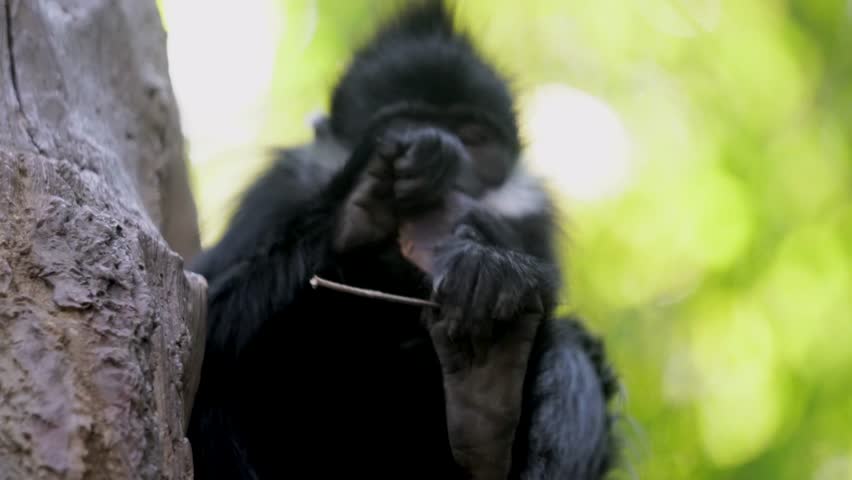 This close up video shows a small wild Francois