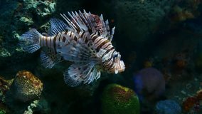 Beautiful fish ( lion fish ) in the aquarium on decoration of aquatic plants background. A colorful fish in fish tank.