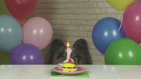 Papillon dog looks at the birthday cake stock footage video