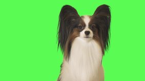 Beautiful dog Papillon is talking to the camera on green background stock footage video