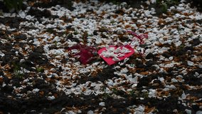 Red paper heart sprinkled with white petals - Powered by Shutterstock - Get 15% off with code: PIKWIZARD15