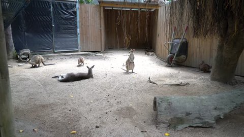 November 2018, Kuranda, Australia - Kangaroo and wallabies in the zoo of Kuranda