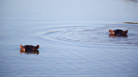 Hippo Suddenly Surfaces Next To Isolated Friend. Funny Moment Of Hippo Appearing Above Water.