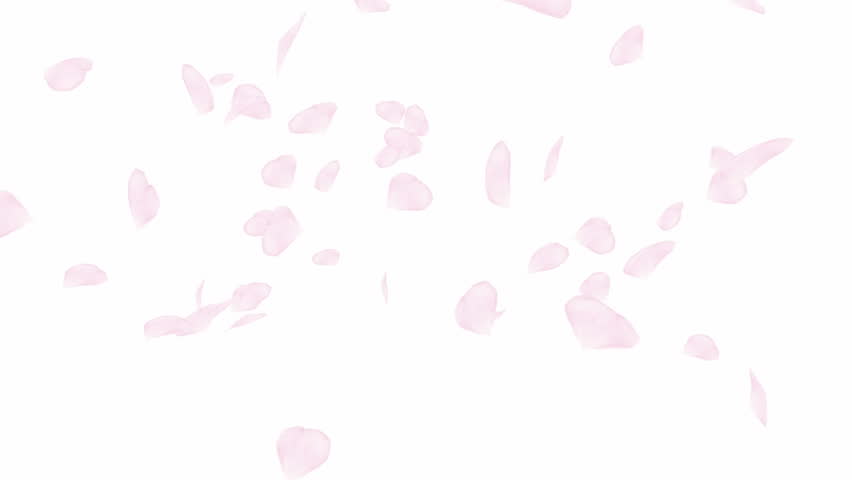 Falling and swirling pink rose petals or cherry tree blossoms. Close up spring slow motion HD animation over white. Japanese Asian design. Love concept. Valentines day, wedding background. | Shutterstock HD Video #1022542963