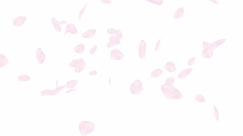 Falling and swirling pink rose petals or cherry tree blossoms. Close up spring slow motion HD animation over white. Japanese Asian design. Love concept. Valentines day, wedding background.