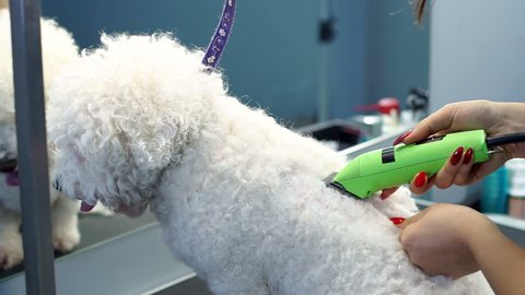 Close-up of a woman trimming a small a dog Bichon Frise with an electric hair clipper. Cutting hair in the dog hairdresser a Bichon Frise. Hairdresser for animals.